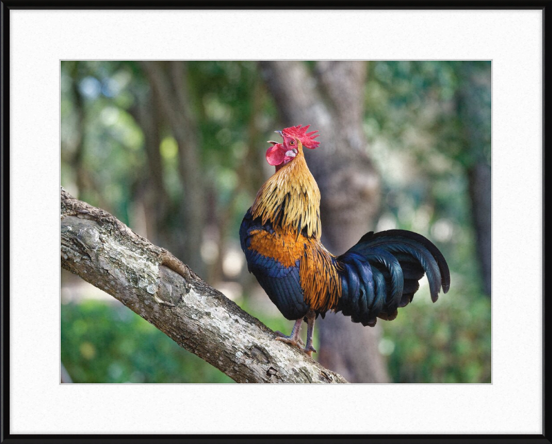 Junglefowl on Tree - Great Pictures Framed
