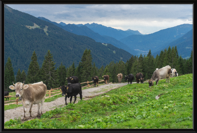 Grazing Cows at the Ritorto Hut (Adamello Brenta Nature Reserve) - Great Pictures Framed