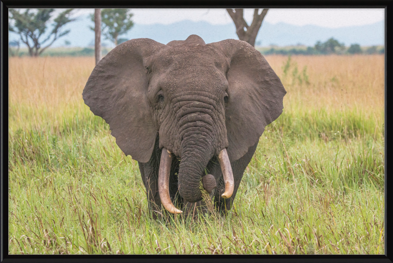 An African Elephant - Great Pictures Framed