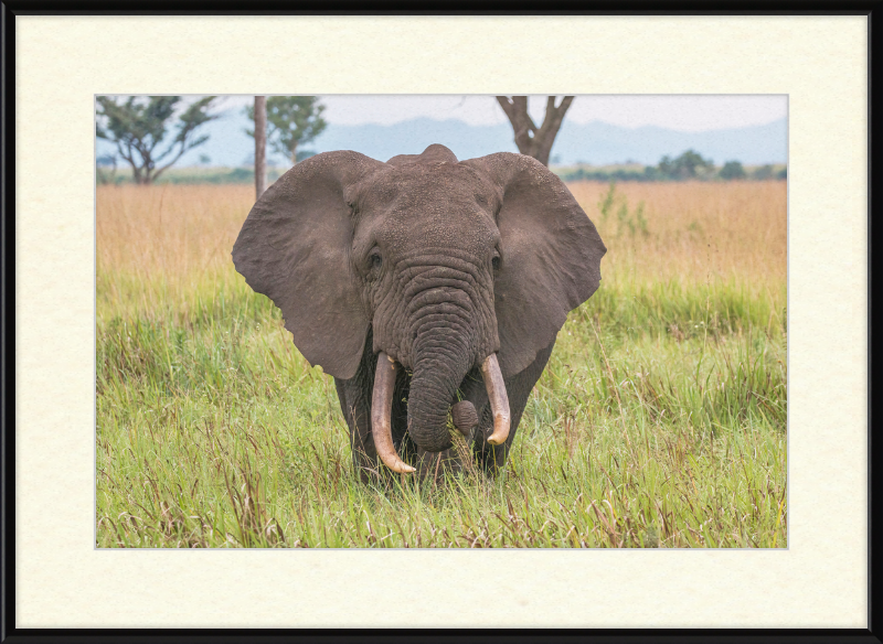 An African Elephant - Great Pictures Framed