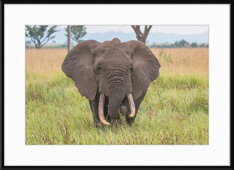 An African Elephant - Great Pictures Framed