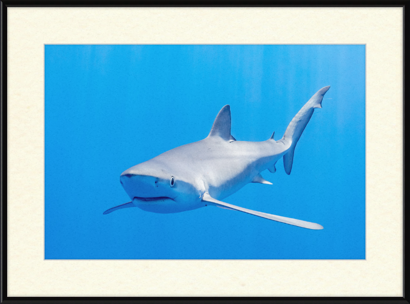 Blue Shark, Faial-Pico Channel, Azores Islands, Portugal - Great Pictures Framed