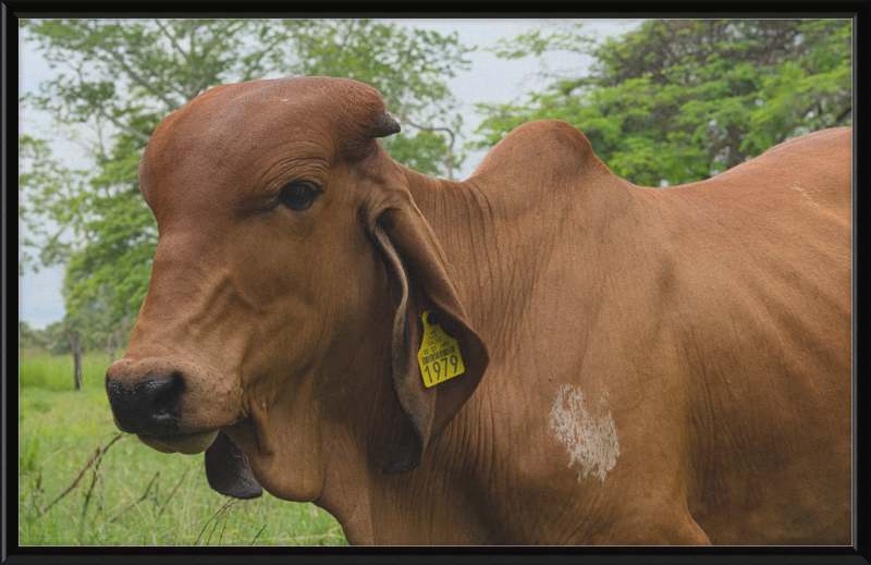 A Regal Cow in Baláncan, Mexico - Great Pictures Framed