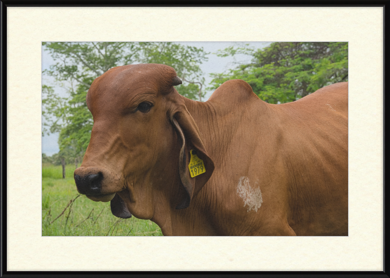 A Regal Cow in Baláncan, Mexico - Great Pictures Framed