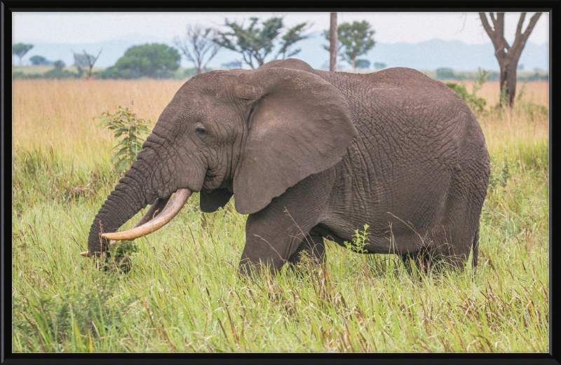 An African Elephant - Great Pictures Framed