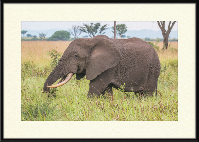 An African Elephant - Great Pictures Framed