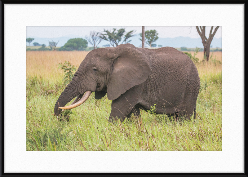 An African Elephant - Great Pictures Framed