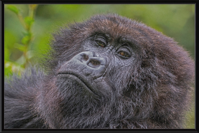 Another Mountain Gorilla in Rwanda - Great Pictures Framed