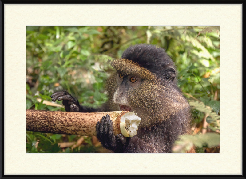 Golden Monkey Eating - Great Pictures Framed