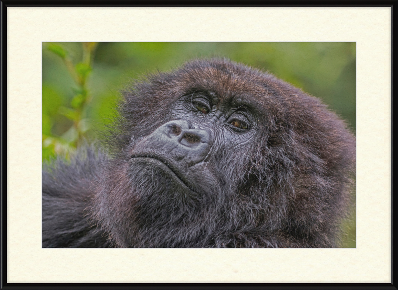 Another Mountain Gorilla in Rwanda - Great Pictures Framed