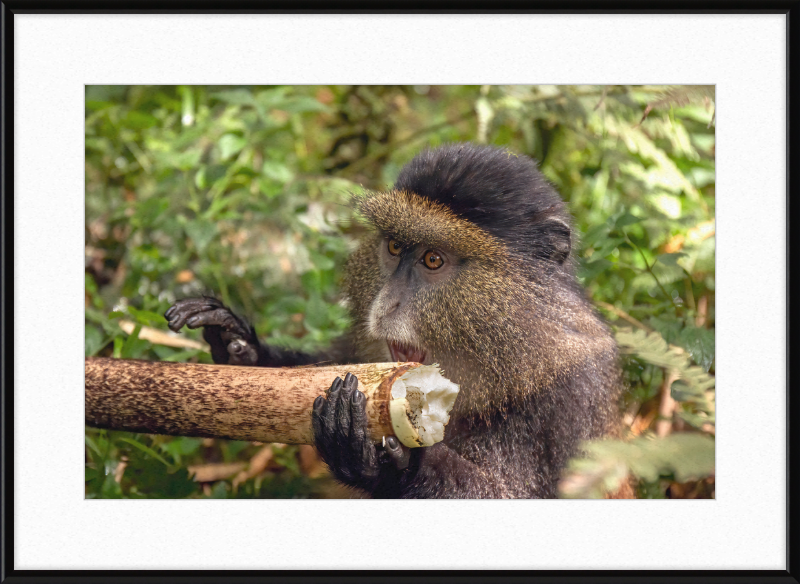 Golden Monkey Eating - Great Pictures Framed