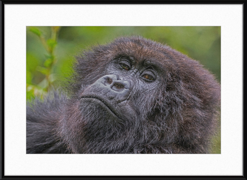 Another Mountain Gorilla in Rwanda - Great Pictures Framed