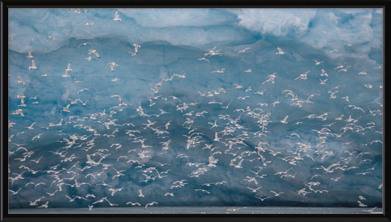 Kittywakes (Rissa Tridactyla) Hunting Fish at a Glacier on Svalbard - Great Pictures Framed