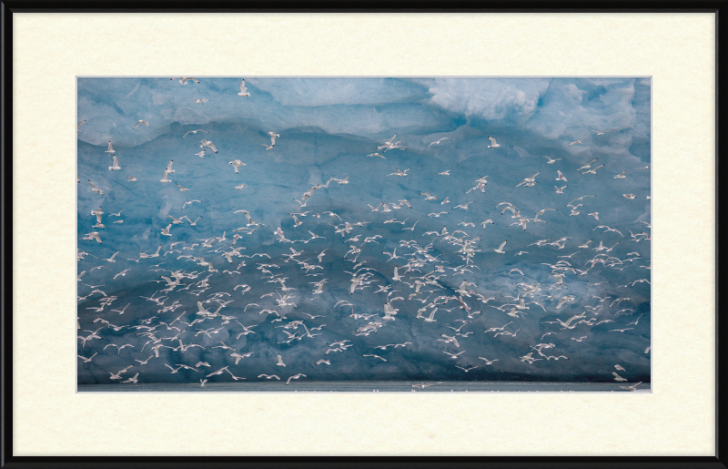 Kittywakes (Rissa Tridactyla) Hunting Fish at a Glacier on Svalbard - Great Pictures Framed