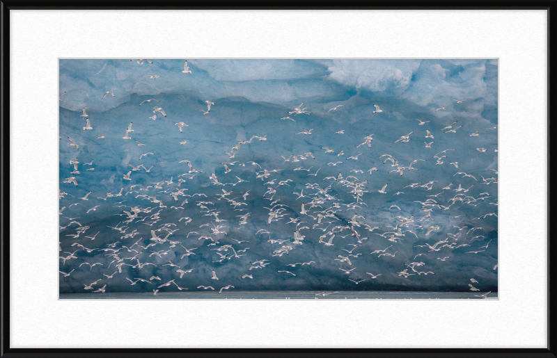 Kittywakes (Rissa Tridactyla) Hunting Fish at a Glacier on Svalbard - Great Pictures Framed