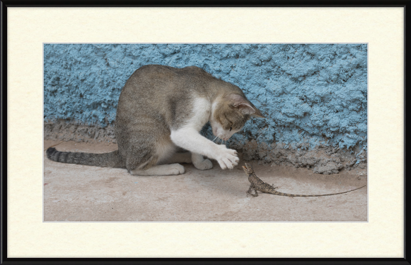 The Cat and the Lizard - Great Pictures Framed