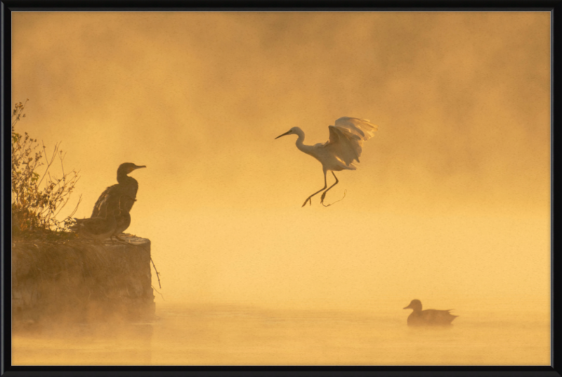 A Cormorant, an Egret, and a Duck at Taudha Lake, Nepal - Great Pictures Framed