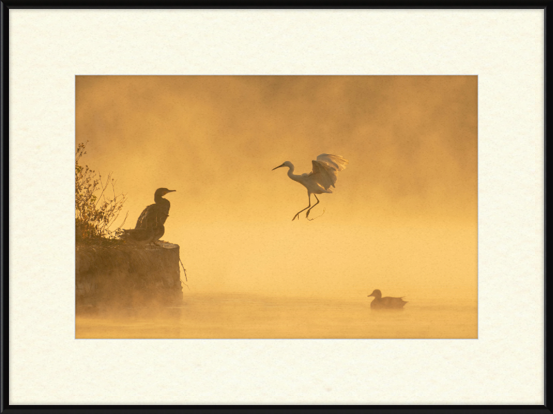 A Cormorant, an Egret, and a Duck at Taudha Lake, Nepal - Great Pictures Framed