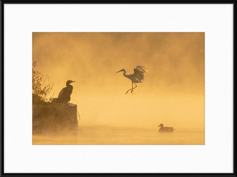 A Cormorant, an Egret, and a Duck at Taudha Lake, Nepal - Great Pictures Framed
