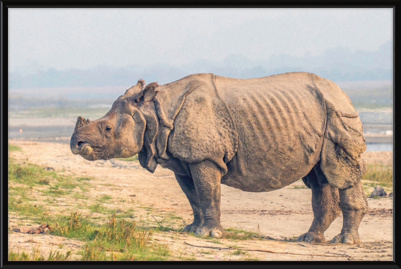 Indian Rhinoceros - Great Pictures Framed