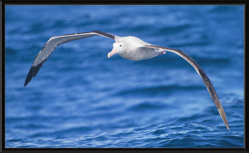 Diomedea Exulans in flight - SE Tasmania - Great Pictures Framed