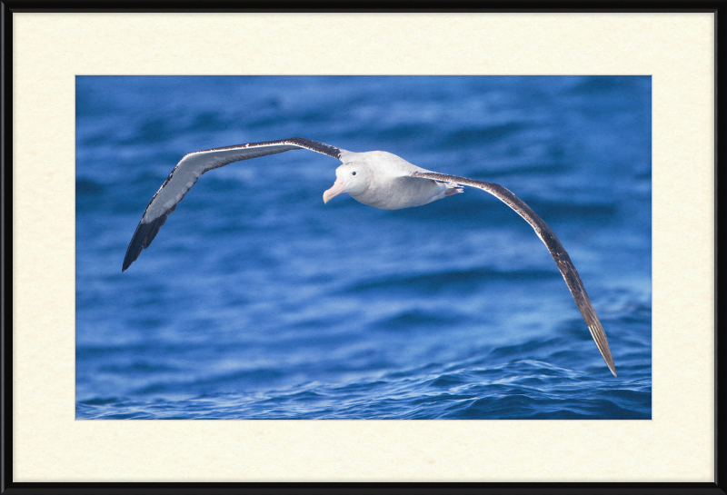 Diomedea Exulans in flight - SE Tasmania - Great Pictures Framed