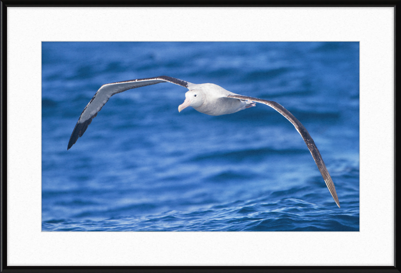 Diomedea Exulans in flight - SE Tasmania - Great Pictures Framed