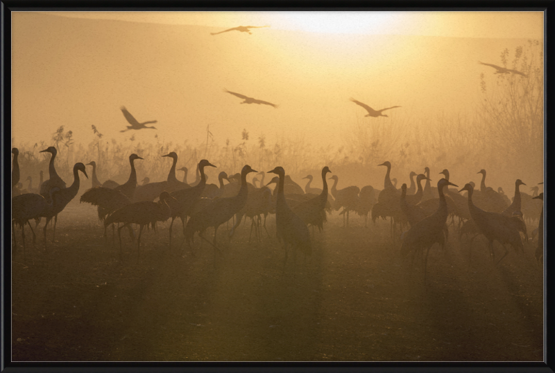 Cranes at Agamon HaHula - Great Pictures Framed