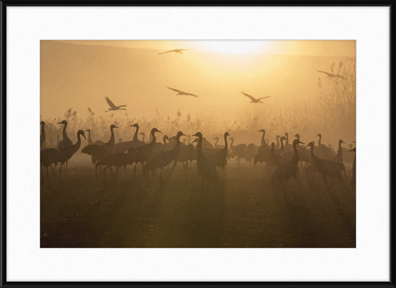 Cranes at Agamon HaHula - Great Pictures Framed