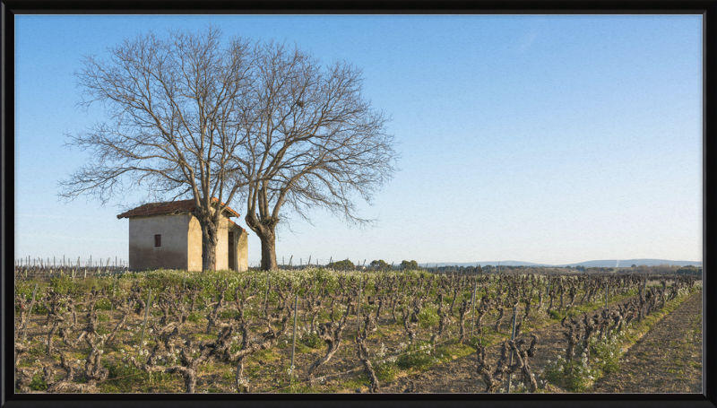 Mazet in Vineyards, Mèze - Great Pictures Framed