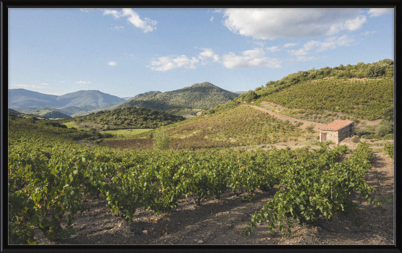 Hills and Vineyards near Roquebrun - Great Pictures Framed