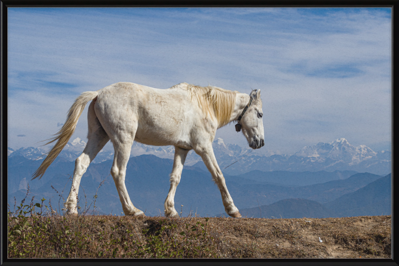 Domestic Horse at Suryachaur with the mountains in the Back - Great Pictures Framed