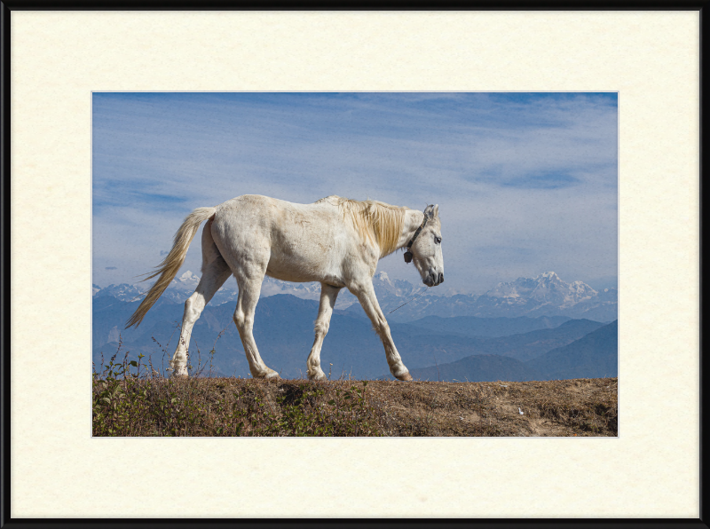 Domestic Horse at Suryachaur with the mountains in the Back - Great Pictures Framed