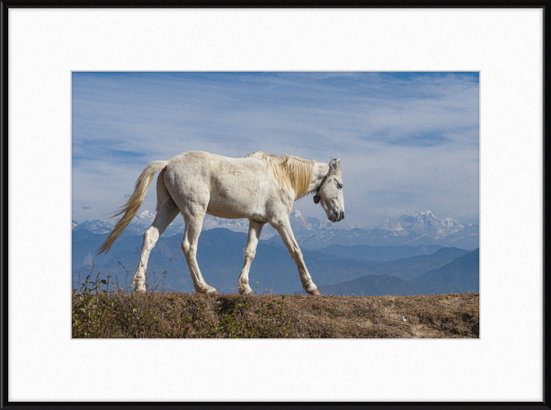 Domestic Horse at Suryachaur with the mountains in the Back - Great Pictures Framed