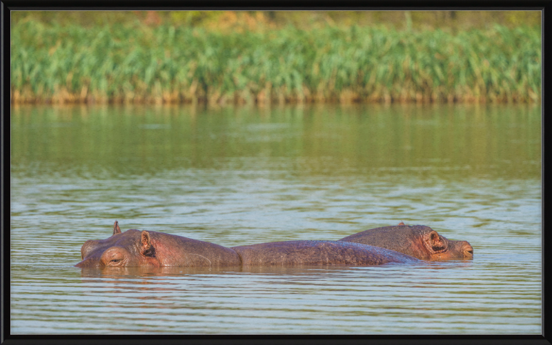 Hippos – Lake Tana near Bahir Dar, Ethiopia - Great Pictures Framed