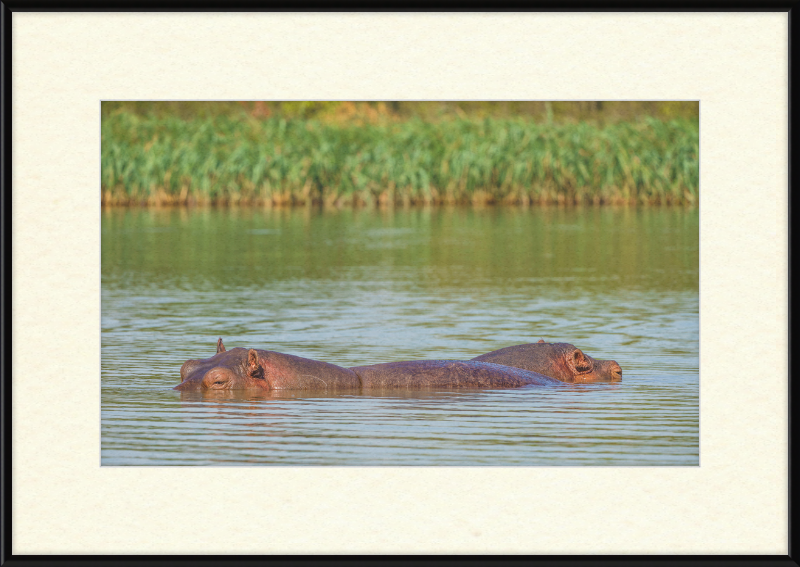 Hippos – Lake Tana near Bahir Dar, Ethiopia - Great Pictures Framed