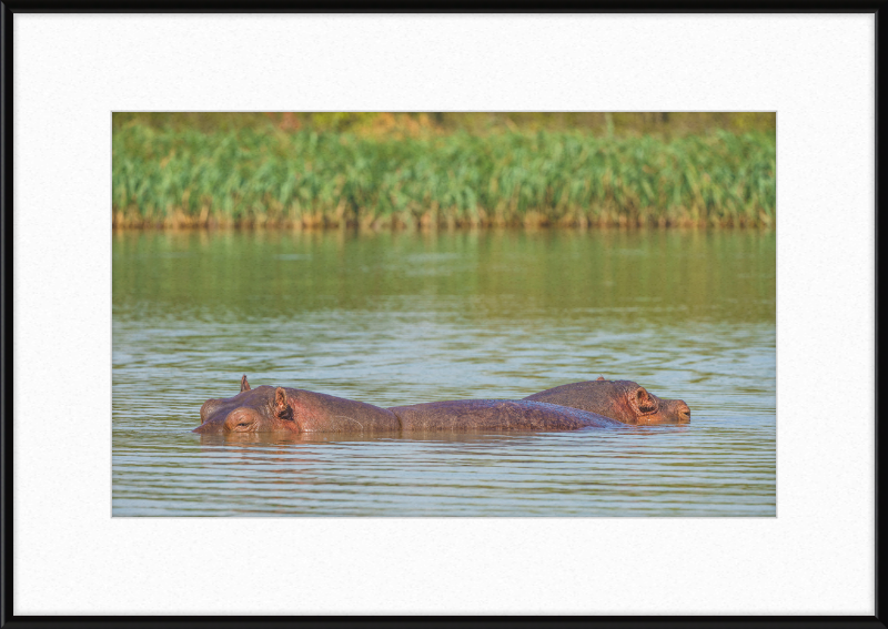 Hippos – Lake Tana near Bahir Dar, Ethiopia - Great Pictures Framed
