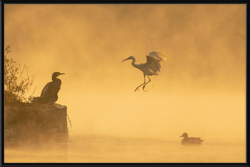 A Cormorant, an Egret, and a Duck at Taudha Lake, Nepal - Great Pictures Framed