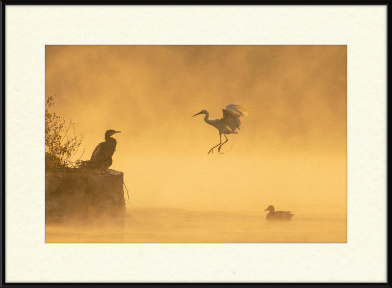 A Cormorant, an Egret, and a Duck at Taudha Lake, Nepal - Great Pictures Framed