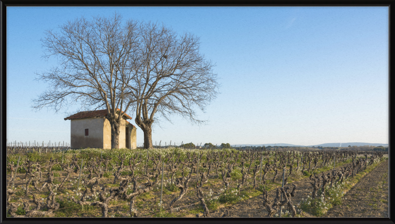 Mazet in Vineyards, Mèze - Great Pictures Framed