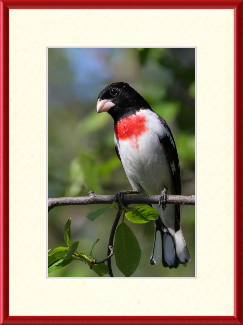 Pheucticus ludovicianus CT3 - Great Pictures Framed