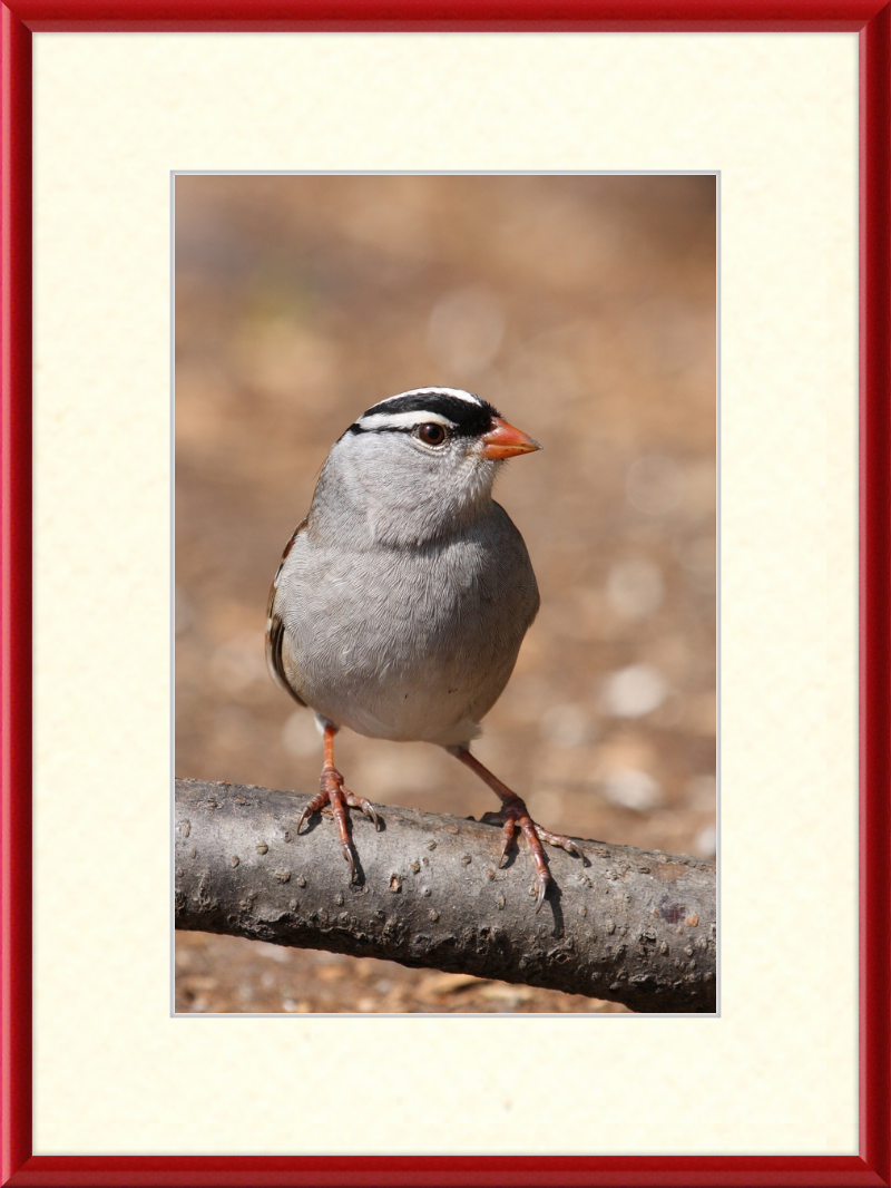 White-crowned Sparrow (Zonotrichia leucophrys) - Great Pictures Framed
