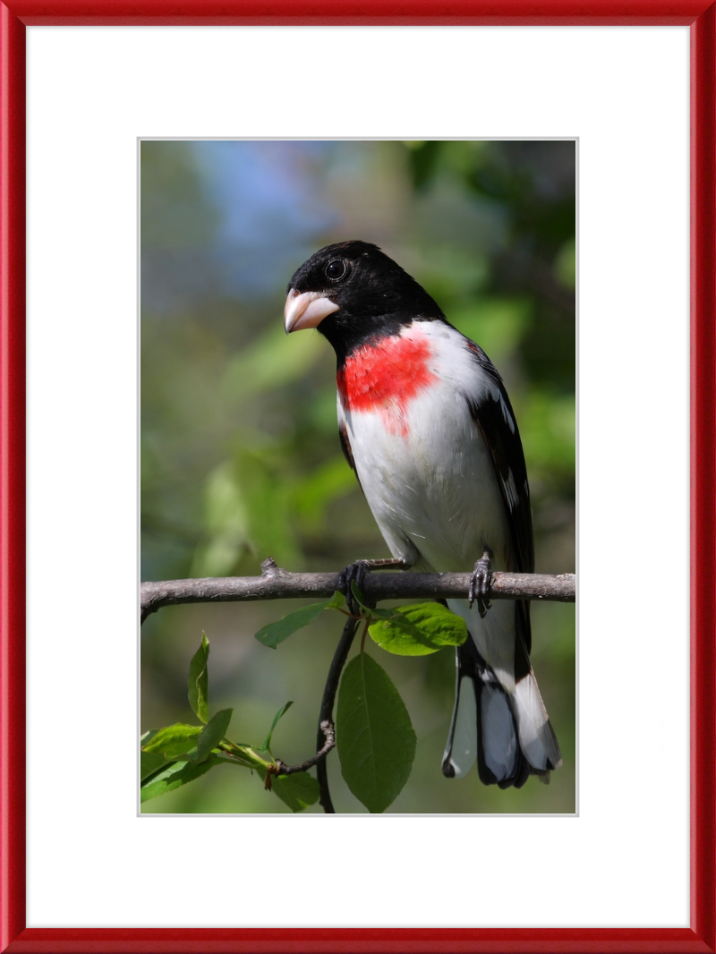 Pheucticus ludovicianus CT3 - Great Pictures Framed