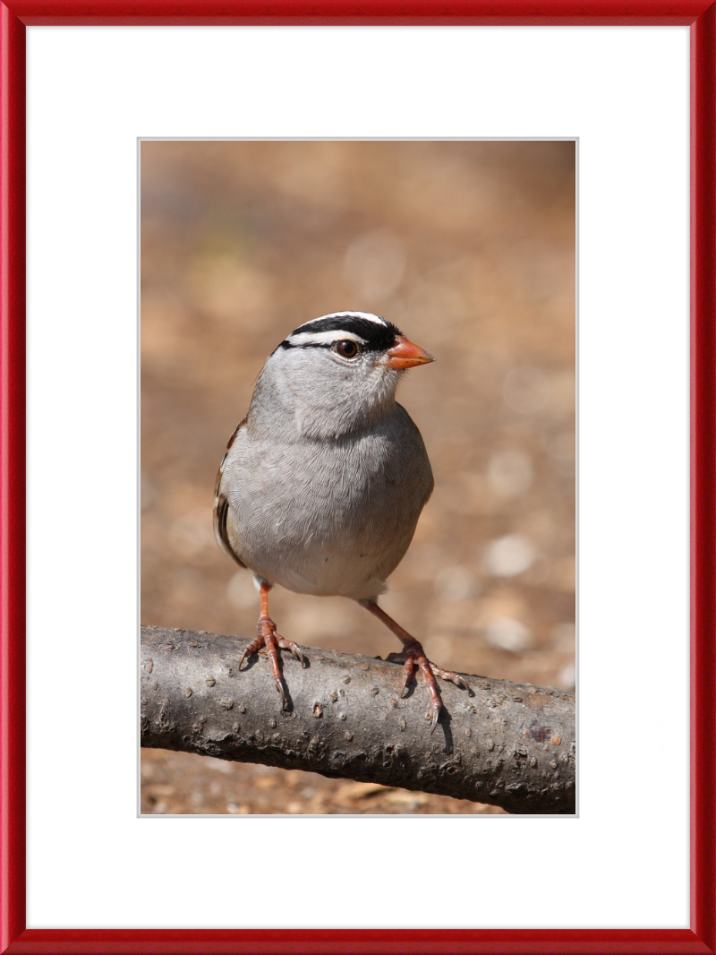 White-crowned Sparrow (Zonotrichia leucophrys) - Great Pictures Framed