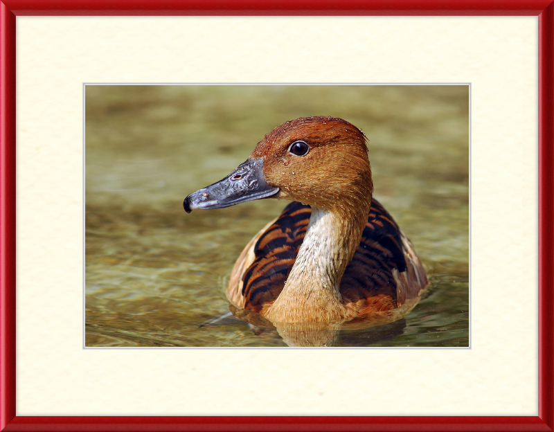 The Wilhelma Whistling Duck - Great Pictures Framed