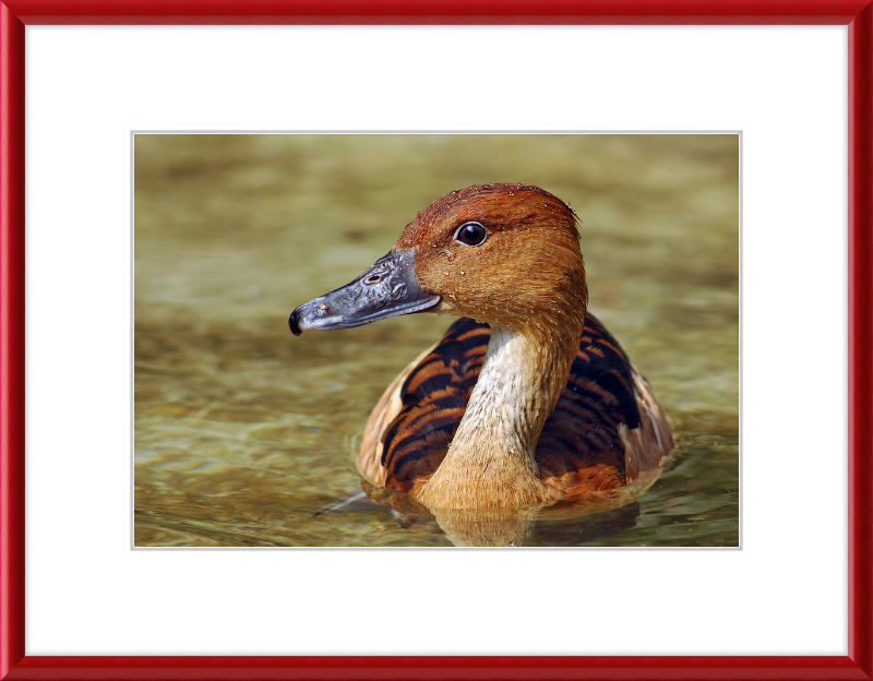 The Wilhelma Whistling Duck - Great Pictures Framed