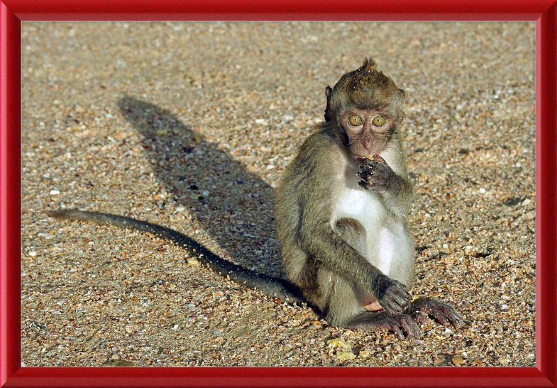 Macaca Fascicularis - Great Pictures Framed