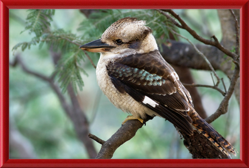 The New Guinea Kingfisher in its Natural Habitat - Great Pictures Framed