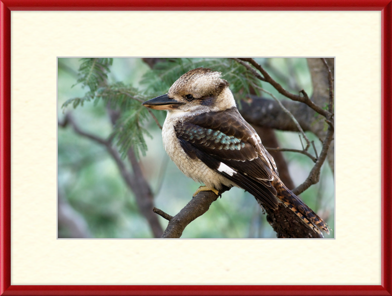 The New Guinea Kingfisher in its Natural Habitat - Great Pictures Framed