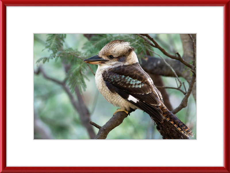 The New Guinea Kingfisher in its Natural Habitat - Great Pictures Framed